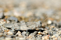 Kiezelsprinkhaan; Slender Blue-Winged Grasshopper; Sphingonotus