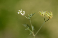 Bristlefruit Hedge parsley; Torilis leptophylla