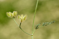 Bristlefruit Hedge parsley; Torilis leptophylla