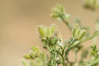 Bristlefruit Hedge parsley; Torilis leptophylla;