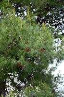 Aleppo Pine; Pinus blapensis