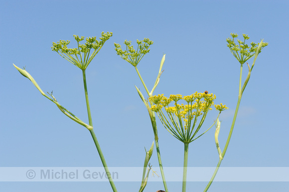 Venkel; Fennel;Foeniculum vulgare;