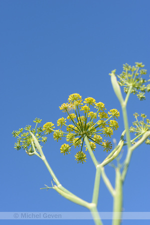 Venkel; Fennel; Foeniculum vulgare; Fenouil; Fenchel; Fennikel;