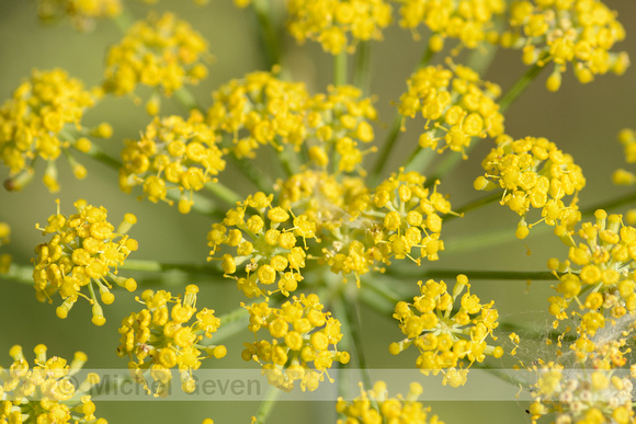 Venkel; Fennel; Foeniculum vulgare; Fenouil; Fenchel; Fennikel;