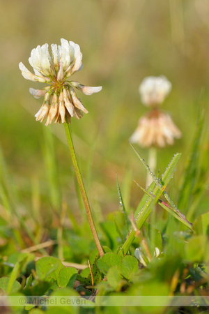 Witte Klaver; Trifolium repens; White Clover