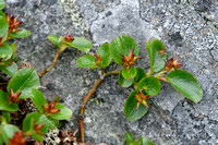 Dwergwilg - Dwarfwillow - Salix herbacea