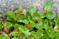 Dwergwilg; Dwarfwillow; Salix herbacea