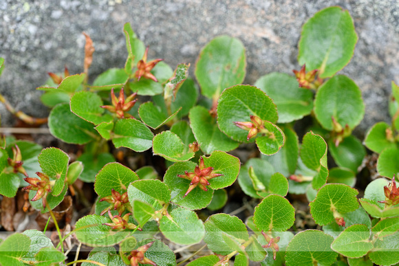 Dwergwilg; Dwarfwillow; Salix herbacea