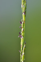Getand Vlotgras; Small Sweet-grass; Glyceria declinata