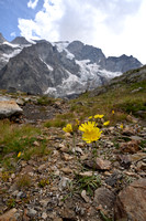 Alpine St. John's-wort; Hypericum richeri