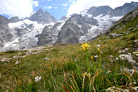 Alpine St. John's-wort; Hypericum richeri