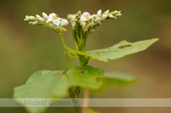 Boekweit; Fagopyrum esculentum; Buckwheat