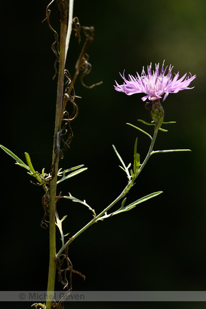 Centaurea tommasinii