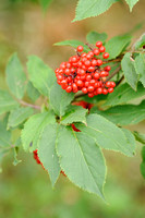 Trosvlier - Red-berried Elder - Sambucus racemosa