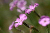 Tuinanjer - Wood Pink - Dianthus caryophyllus subsp. sylvestris
