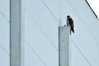Slechtvalk - Peregrine falcon - Falco peregrinus