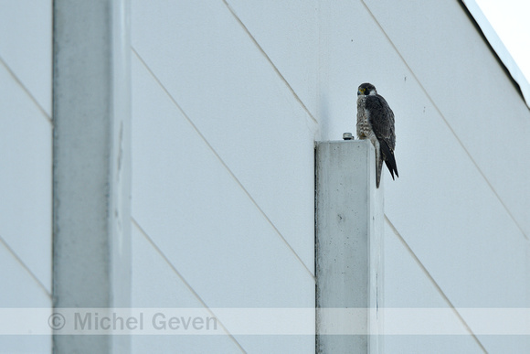 Slechtvalk; Peregrine falcon; Falco peregrinus