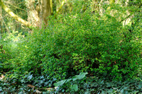 Alpenbes; Mountain Currant; Ribes alpinum;