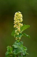 Alpenbes; Ribes alpinum