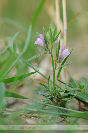 Akkerleeuwenbek; Lesser Snapdragon; Misopates orontium