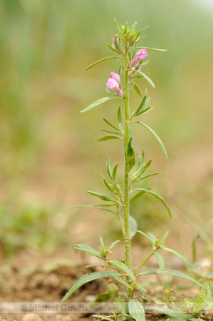 Akkerleeuwenbek; Lesser Snapdragon; Misopates orontium