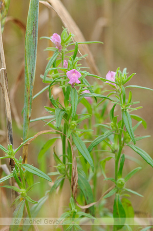 Akkerleeuwenbek; Lesser Snapdragon; Misopates orontium