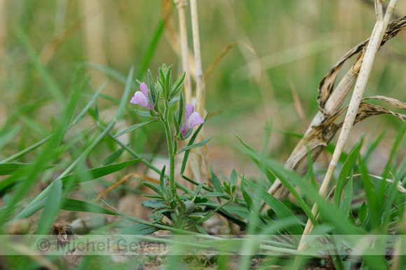 Akkerleeuwenbek; Lesser Snapdragon; Misopates orontium