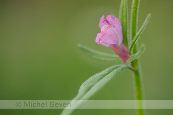 Akkerleeuwenbek; Lesser Snapdragon; Misopates orontium