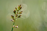 Plat Beemdgras; Flattened Meadow-grass; Poa compressa