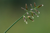 Plat Beemdgras - Flattened Meadow-grass - Poa compressa