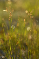 Plat beemdgras; Flattened Meadow-grass; Poa compressa