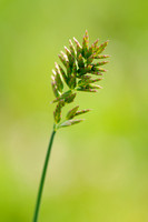 Plat Beemdgras; Flattened Meadow-grass; Poa compressa