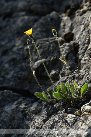 Hieracium leiopogon