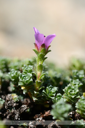 Zuiltjessteenbreek; Purple Saxifrage; Saxifraga oppositifolia