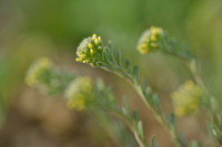 Bleek Schildzaad; Yellow Alyssum; Alyssum alyssoides