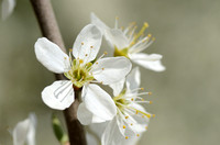 Sleedoorn; Blackthorn; Prunus spinosa