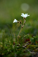 Akkerhoornbloem; Field Chickweed; Cerastium arvense