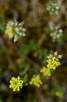 Bleek schildzaad; Yellow Alyssum; Alyssum alyssoides