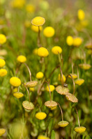 Goudknopje; Golden buttons; Cotula coronopifolia;