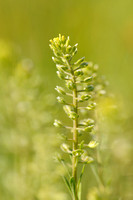 Bleek Schildzaad -  Yellow Alyssum -  Alyssum alyssoides