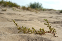 Stekend Loogkruid -Prickly Saltwort - Salsola kali