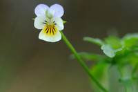 Akkerviooltje;Field Pansy;Viola arvensis
