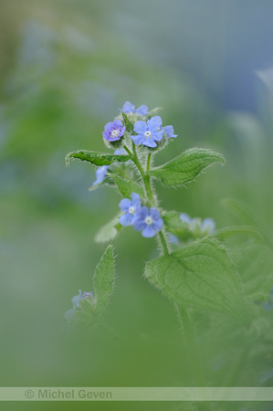 Overblijvende Ossentong; Green Alkanet; Pentaglottis semperviren