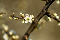 Sleedoorn; Blackthorn; Prunus Spinosa