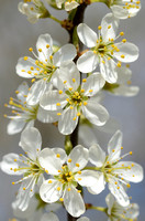 Sleedoorn; Blackthorn; Prunus spinosa