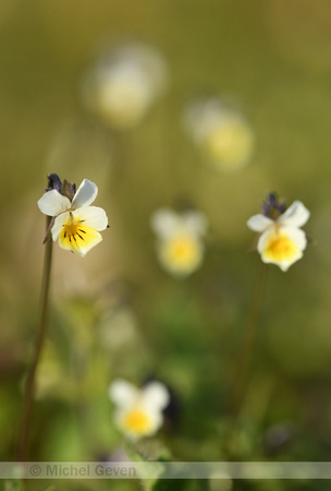 Akkerviooltje; Field Pansy; Viola arvensis