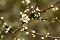 Sleedoorn; Blackthorn; Prunus Spinosa