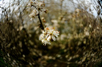 Sleedoorn; Blackthorn; Prunus spinosa;