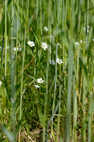 Akkerhoornbloem; Field Chickweed; Cerastium arvense