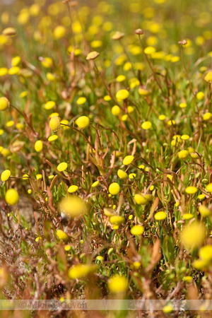 Goudknopje; Buttonweed; Cotula coronopifolia